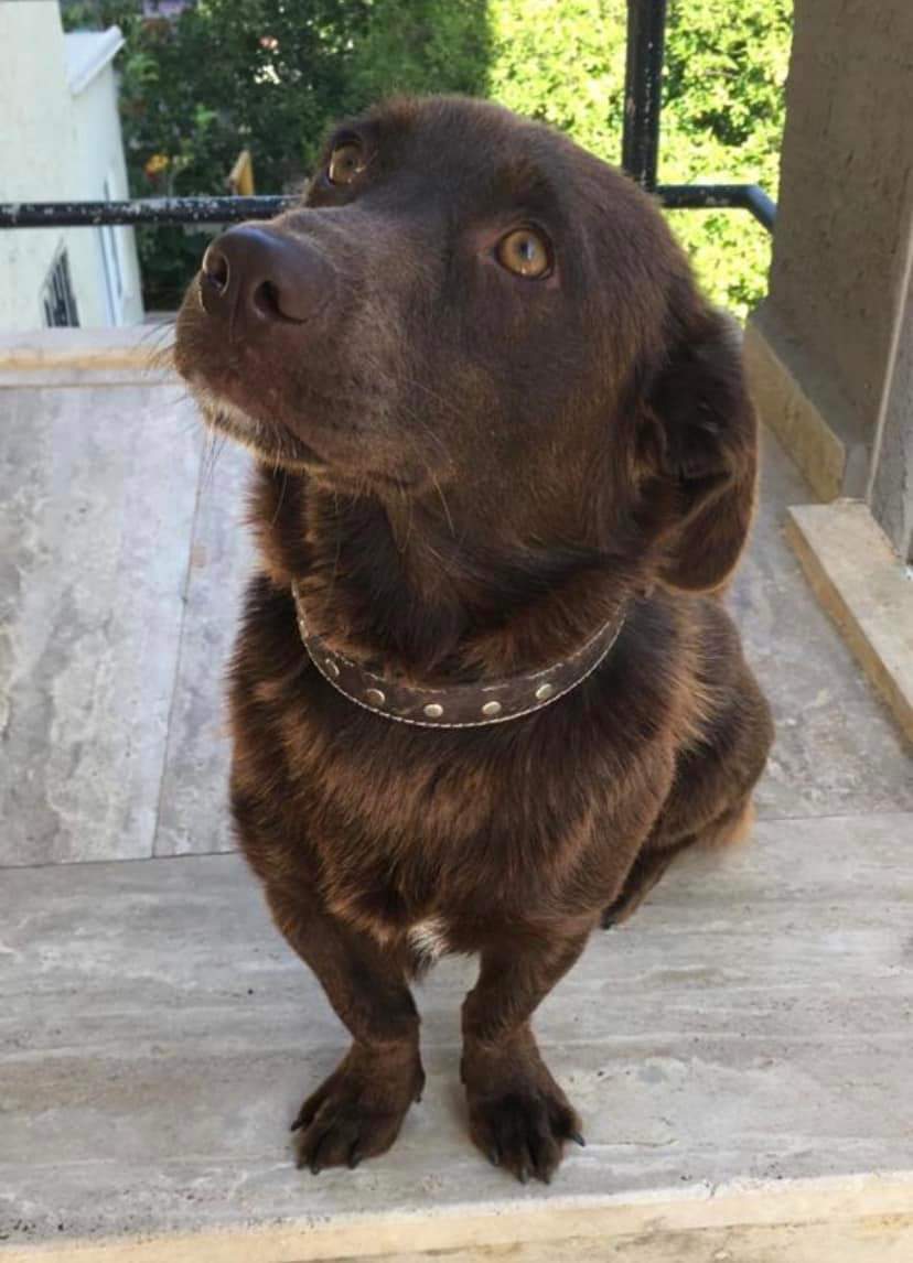 masum_gozler's tweet image. 5 OCAK TARİHİNDE KAYIP OLAN  ÇİKO OĞLUMUZ KAYIP ARANIYOR 
MUĞLA - BODRUM - TURGUTREİS 
İLETİŞİM : 0 538 429 48 30