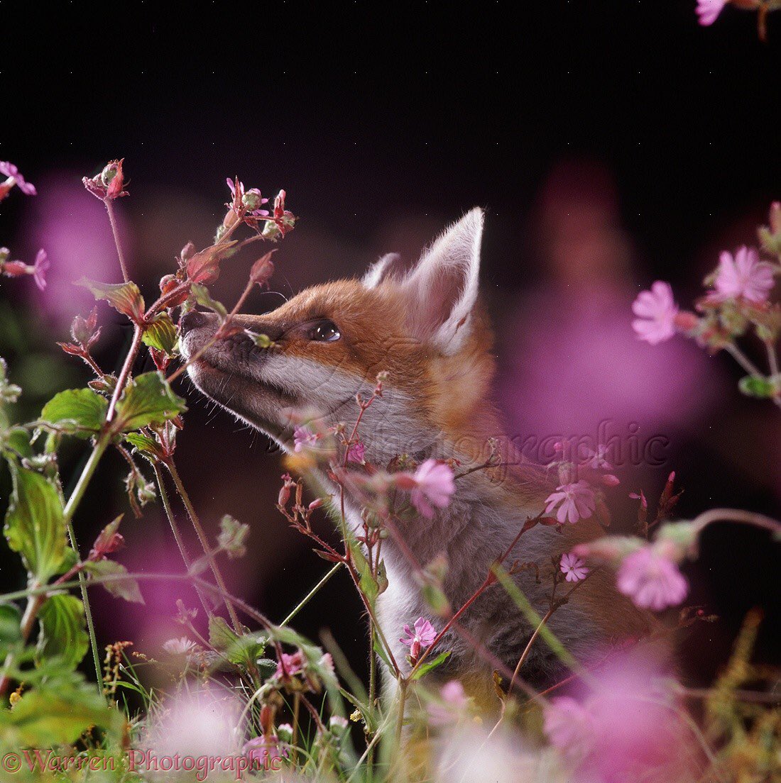 Цвет лисы. Lis color. Крымская горная лисица. Мандала волк. Фенек цветовая палитра.