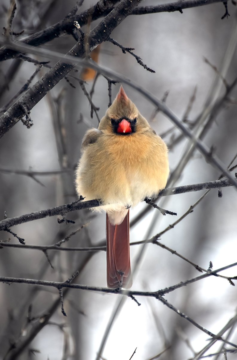 MarcotheLuck's tweet image. « Golden Flare ». Even when the weather is overcast and cold, female Cardinals will always shine.  #birdwatching #birdphotography #naturephotography