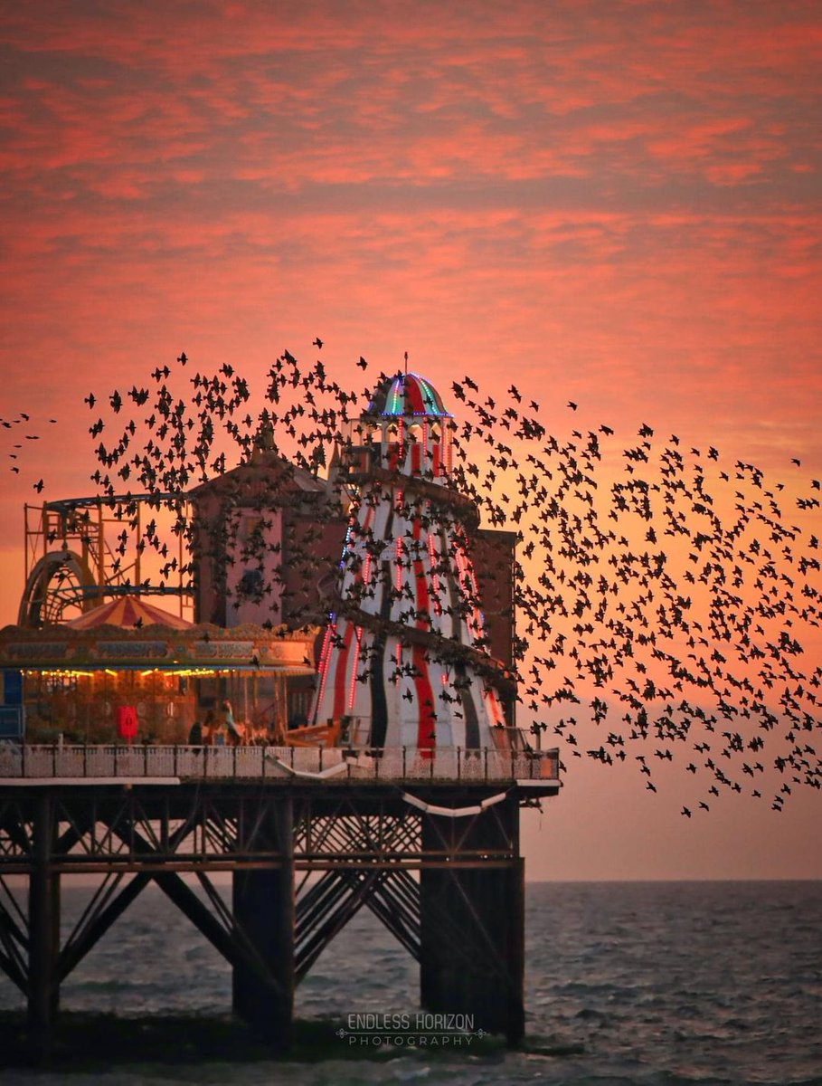 BTNPalacePier's tweet photo. How cool is this picture? Thank you James Ward from Brighton Skies on FB. https://t.co/RsQIQwMkcP