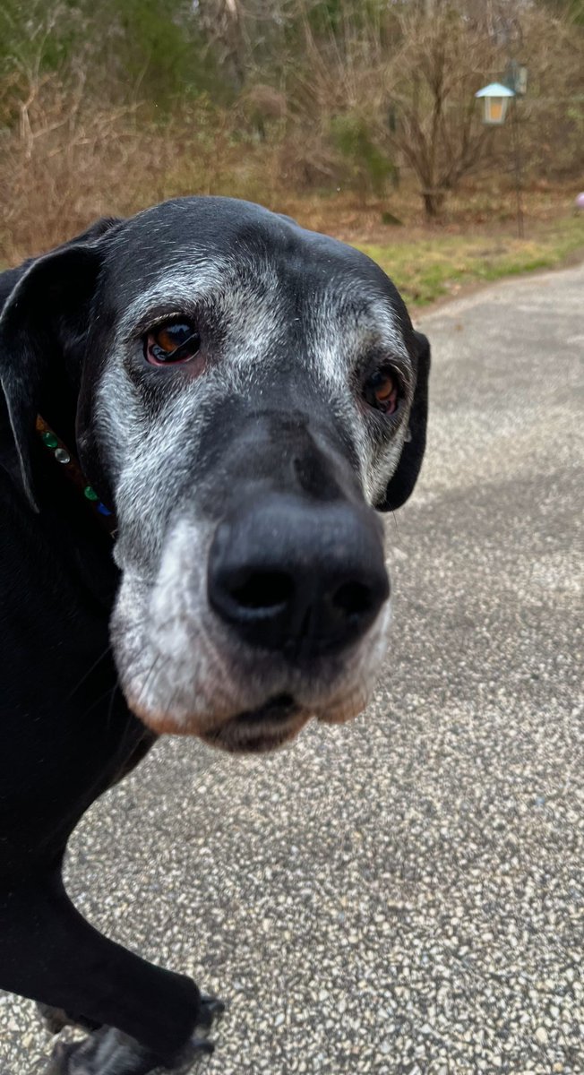 HollllieCollie's tweet photo. hii! Here is a member of my furry family, Lucy!!! We call her LuLu! She is a 5 years old Great Dane! #dogsoftwitter #greatdane https://t.co/5wFjPyu3cD