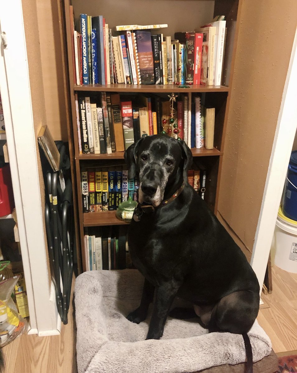 HollllieCollie's tweet photo. hii! Here is a member of my furry family, Lucy!!! We call her LuLu! She is a 5 years old Great Dane! #dogsoftwitter #greatdane https://t.co/5wFjPyu3cD
