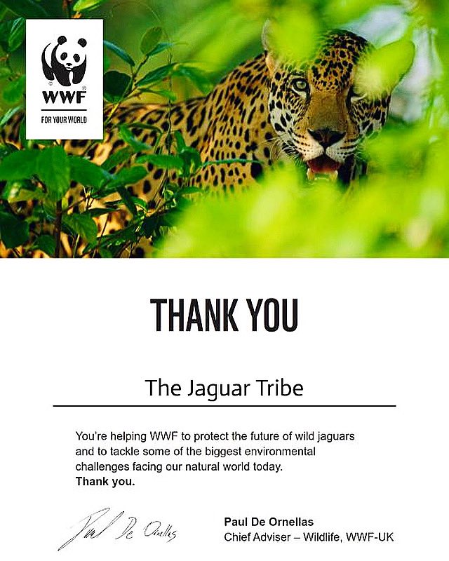 NftJaguar's tweet photo. We have adopted a Jaguar! 
#WWF #NFTs #Jaguars #Adopted #nftcollector https://t.co/7N55E36qxI
