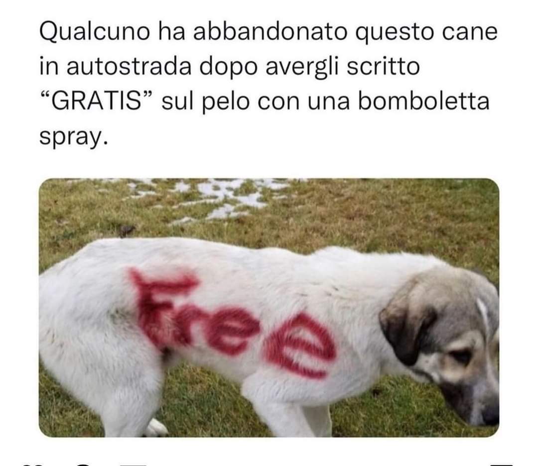 FiorellaArcodi1's tweet photo. Non solo l'abbandono, ma anche l'ingiuria verso un essere che non può difendersi. Persone cattive e vigliacche. 😡 https://t.co/f4VCfJXKHW