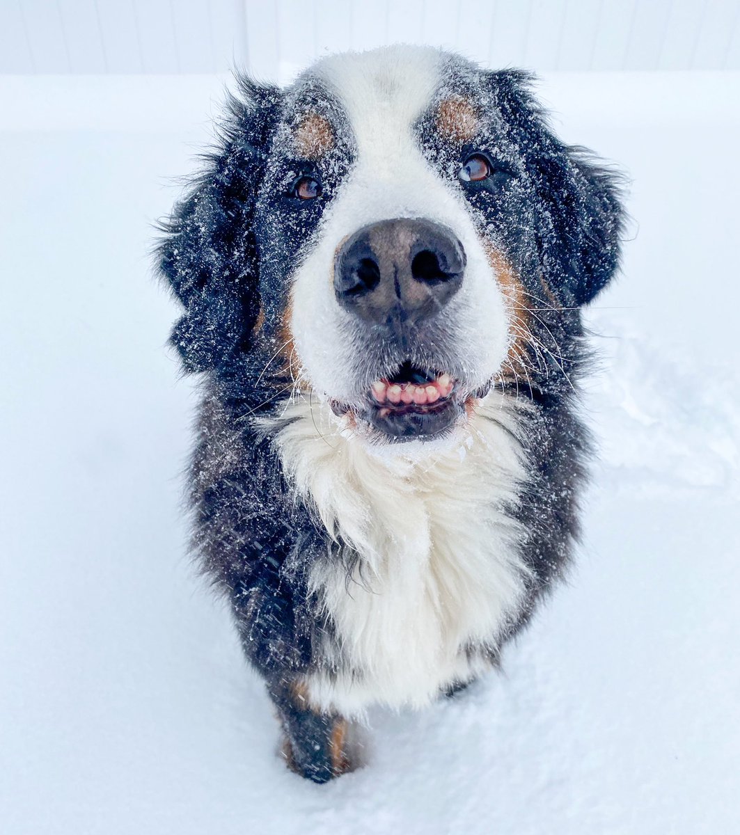 #berner in a #blizzard ❄️

#boston #blizzard2022 #snow #snowday <a href="/VisitBoston/">Visit Boston</a> <a href="/BostonDotCom/">Boston.com</a> <a href="/OnlyInBOS/">Only In Boston</a> <a href="/WCVB/">WCVB-TV Boston</a> <a href="/7News/">7News Boston WHDH</a> <a href="/boston25/">Boston 25 News</a> <a href="/GMA/">Good Morning America</a> <a href="/ABC/">ABC News</a> <a href="/weatherchannel/">The Weather Channel</a> <a href="/NWS/">National Weather Service</a> #newengland <a href="/LLBean/">L.L.Bean</a>