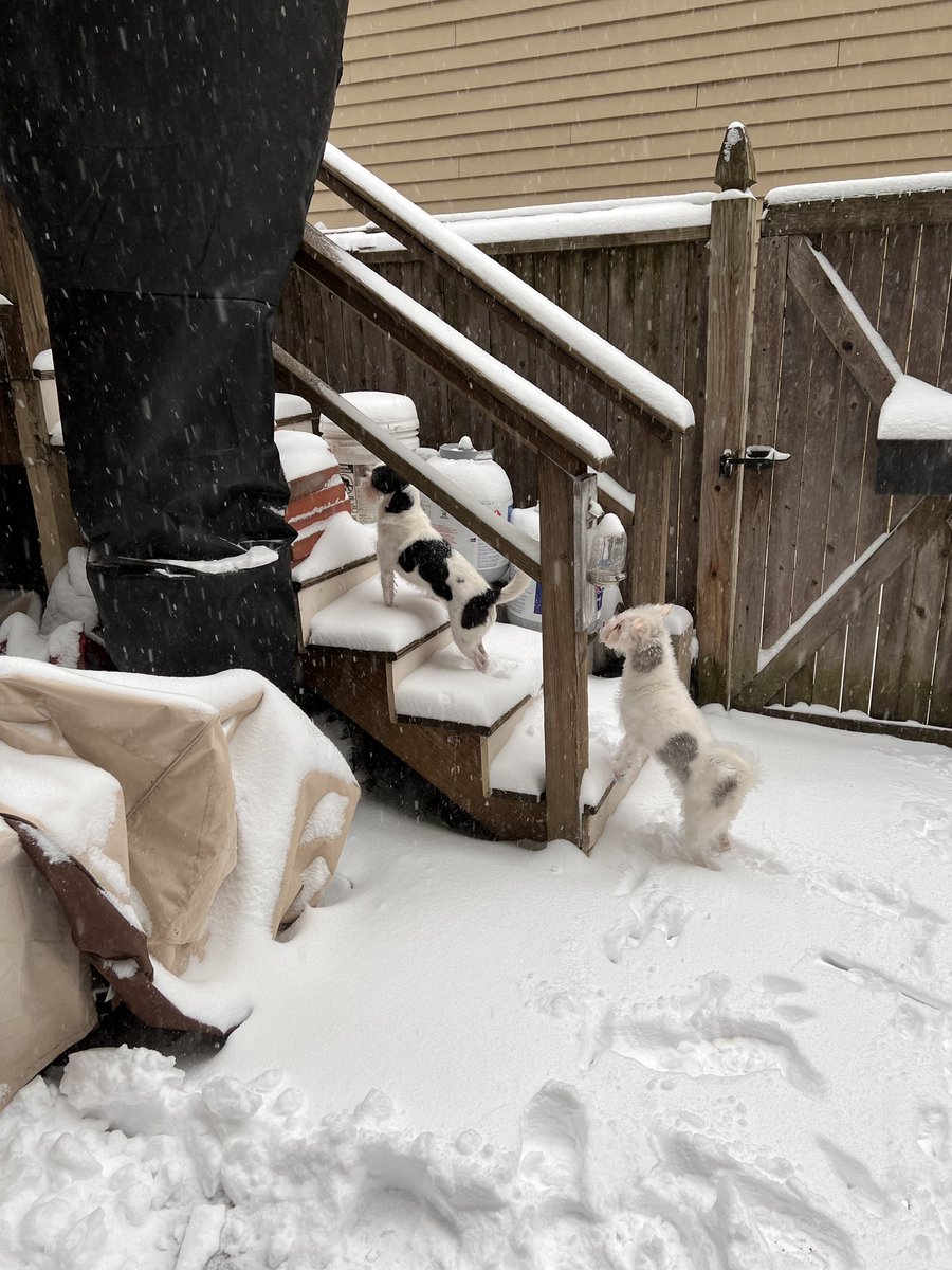 flannfry's tweet photo. Cheers, Boston! #bosnow #bostonweather #Bombogenesis https://t.co/JLM58SW5VV