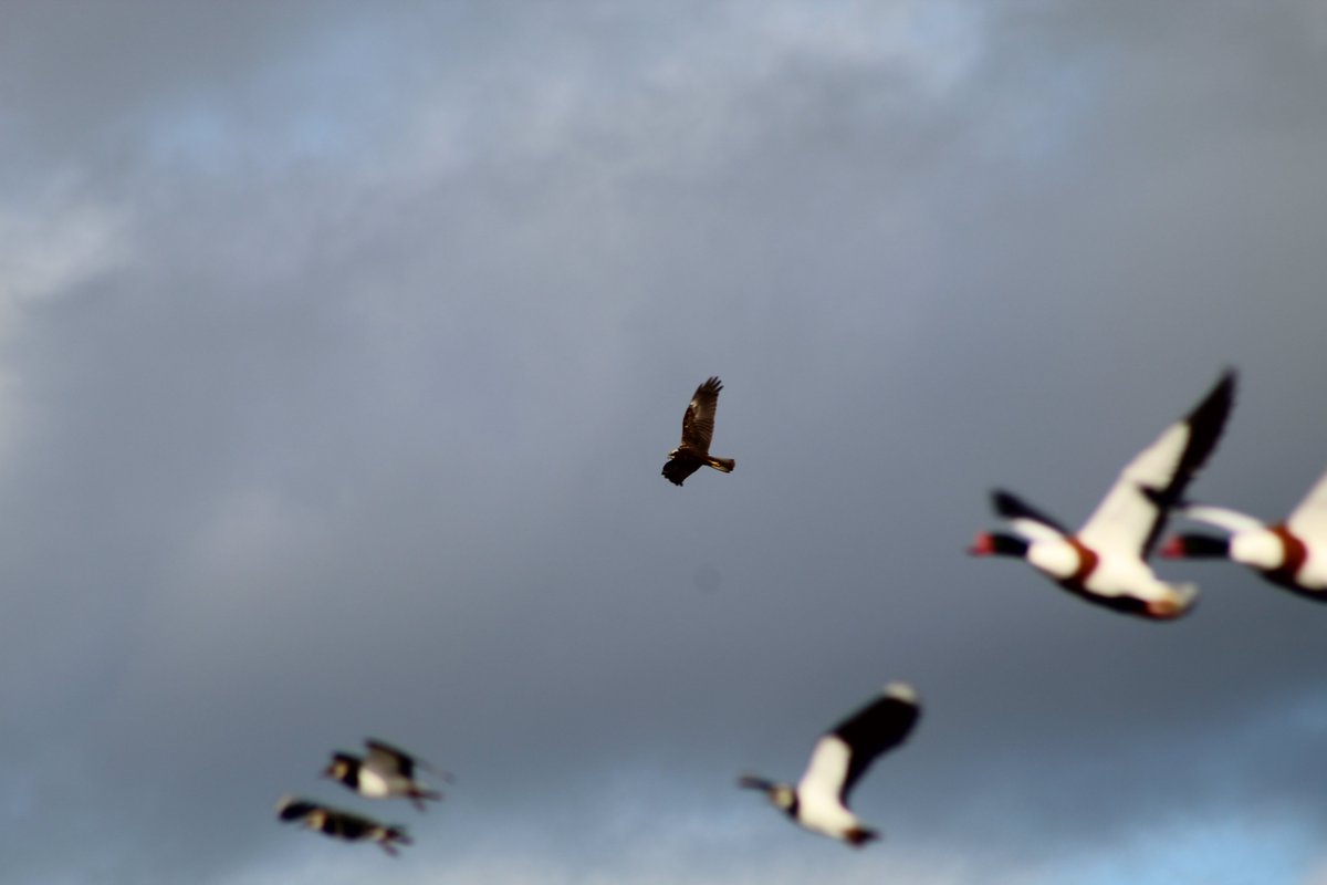 littleloudwren's tweet photo. best marsh harrier views at @WWTSlimbridge 
@slimbridge_wild #marshharrier #photography https://t.co/4tr4t8zLLT