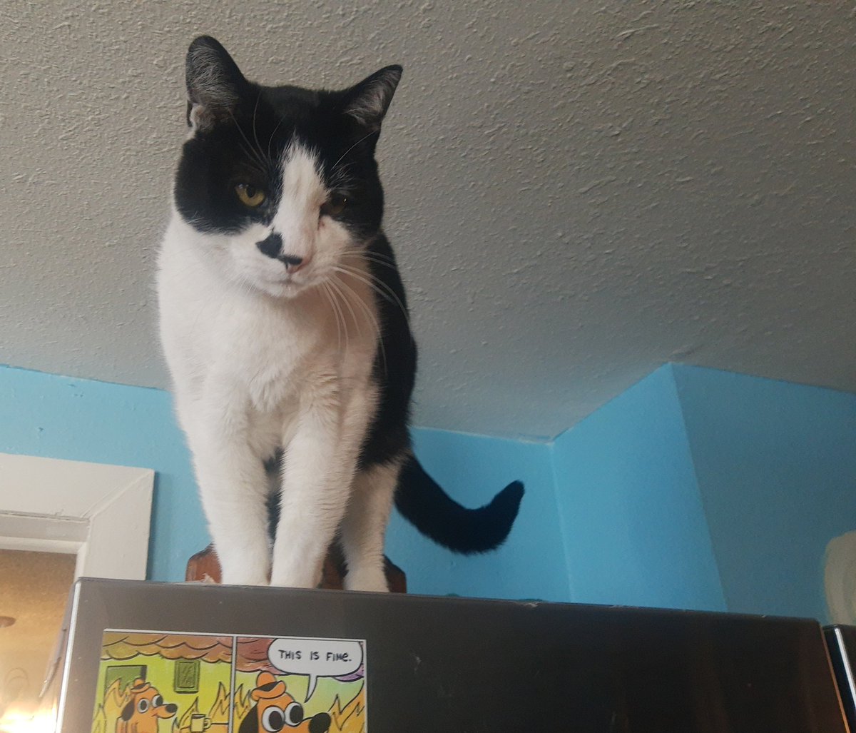 demontripod's tweet photo. "Your mother was a hamster and your father smelt of elderberries!" #Caturday #tinytyrant #fridgeguard https://t.co/dNPd4eL0Om