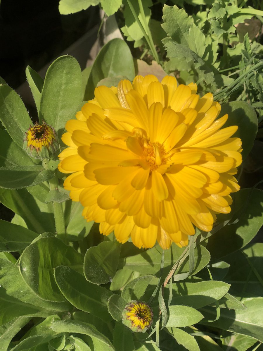 #SDG4BW 

A4. I’ve tried some small #SDG related 
activities with my #Ss 

I asked my Ss 
to make a list of work where they can promote #SDG3 in their families.

to share activities which support #SDG13, #SDG14 &amp; #SDG15

to promote #SDG2 &amp; #SDG5 

<a href="/SumanRelan/">BitsOfBliss</a> <a href="/Ila1576/">Ila Varma</a> <a href="/VikDrall/">Vikas Drall</a>