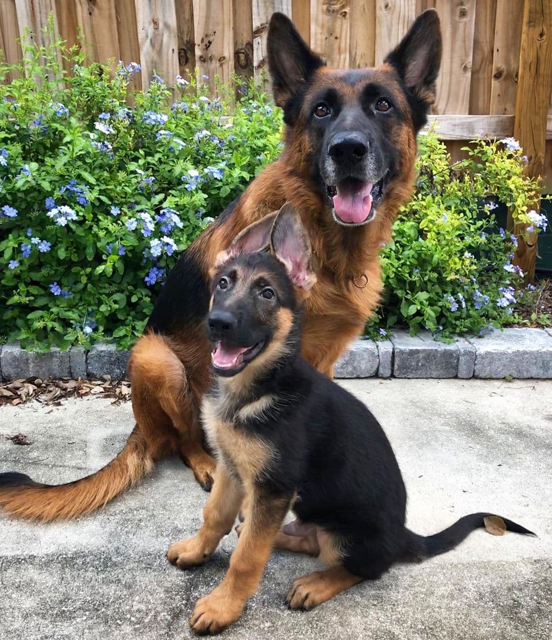 German Shepherd Lovers Page (@GsdLoverss) / Twitter