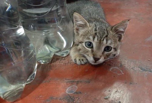 Bodegacats_'s tweet image. 