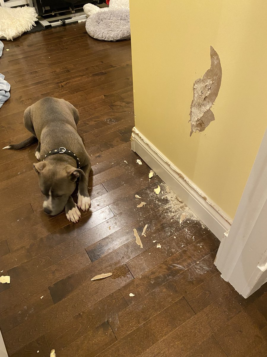 lividlala's tweet photo. “Here let me just strike a model pose for you, so that you love me, before I rip the house apart like a madman again.”
#canadiandoggo #istillloveyou https://t.co/HGC0tuUc61