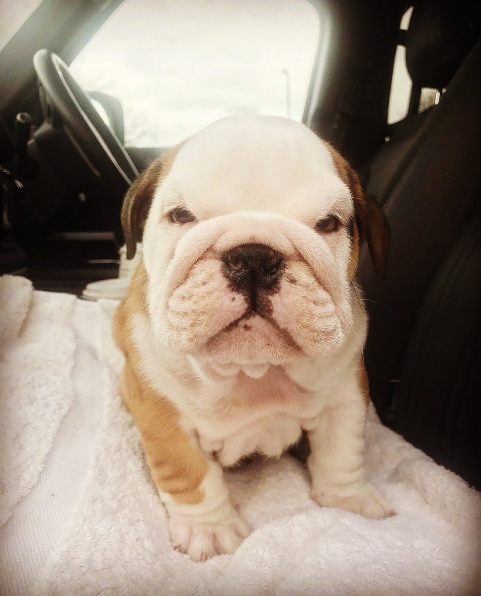 DrJoeGaunt's tweet photo. Welcome to the family little guy #bignige https://t.co/8S5YKYsWiw