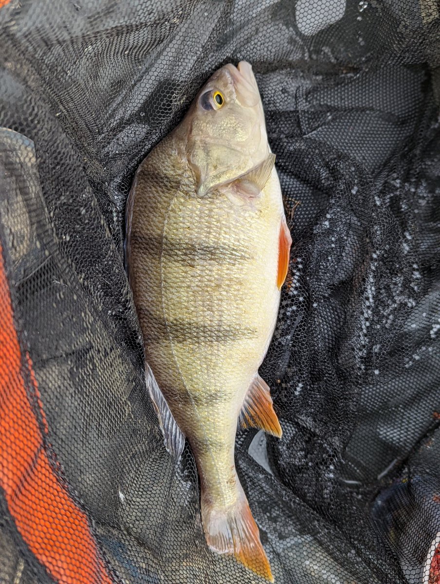Titch_World's tweet photo. Couple of nice perch today 🎣 #HereFishFishFishy https://t.co/tzmMdpKmU0