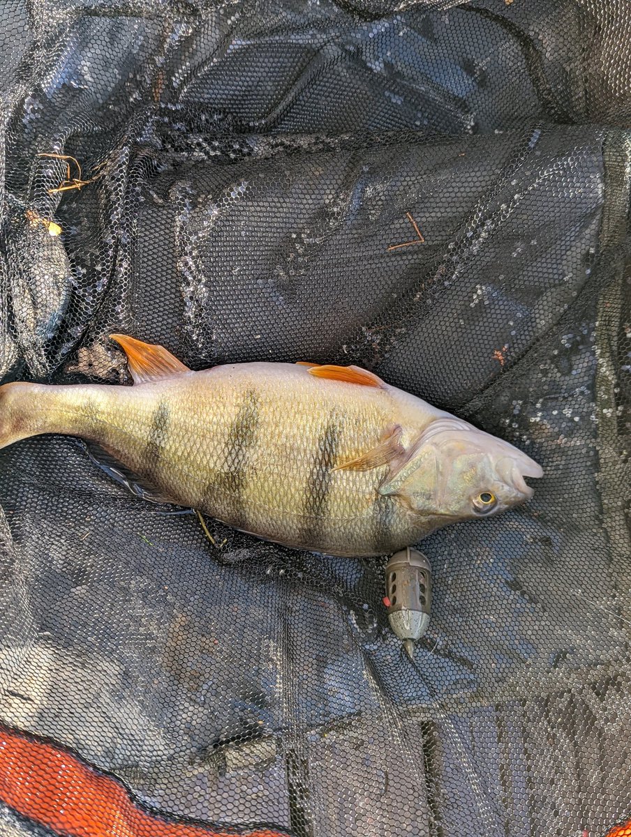 Titch_World's tweet photo. Couple of nice perch today 🎣 #HereFishFishFishy https://t.co/tzmMdpKmU0