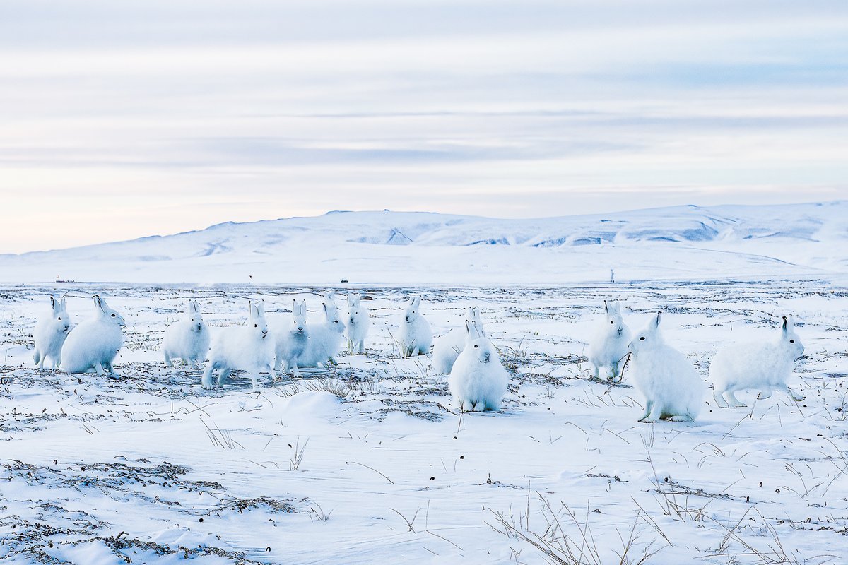 paulloewensk's tweet photo. Arctic Hares

Ellesmere Island, Nunavut https://t.co/Fd0e9YkyXn