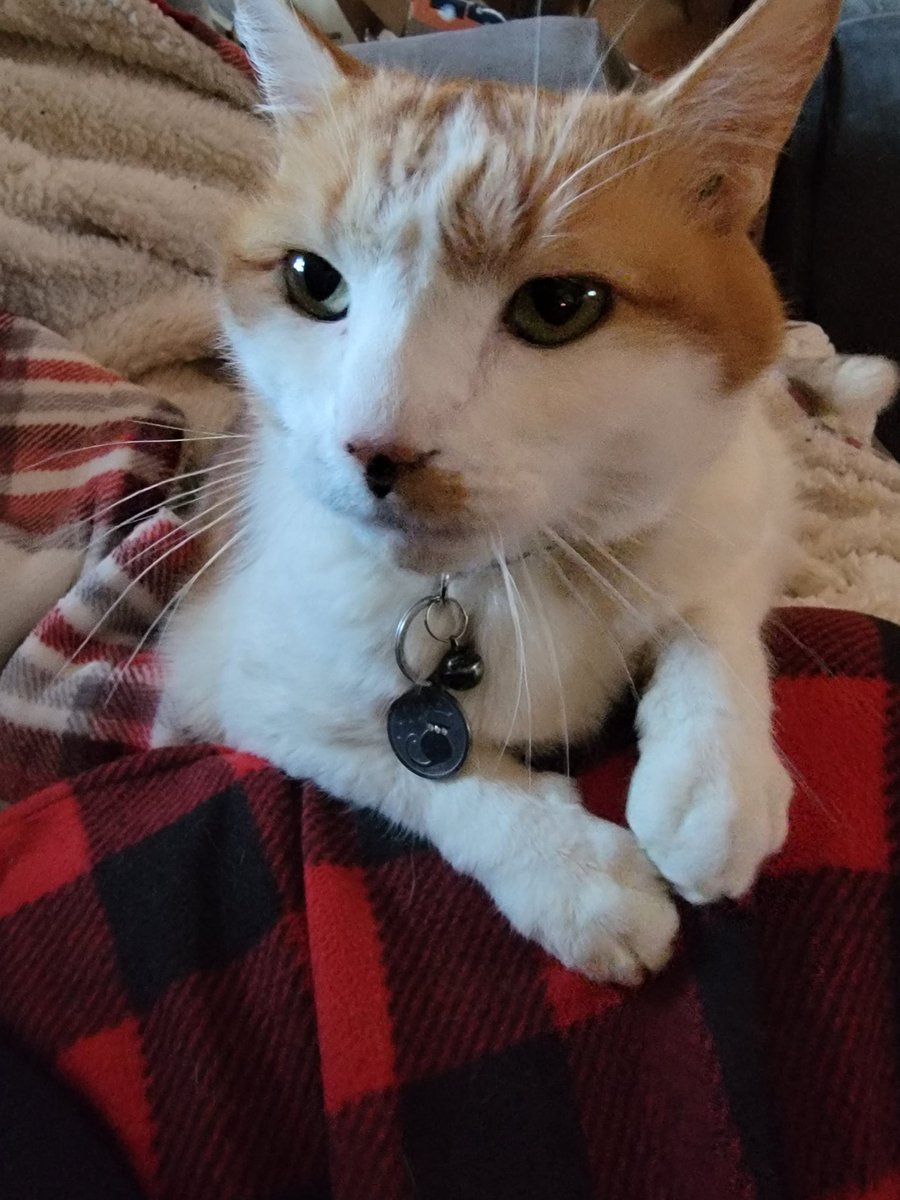 My cat challenged <a href="/jakepaul/">Jake Paul</a> ...hes named Willie Pep....waiting for an answer #JakePaul #boxing