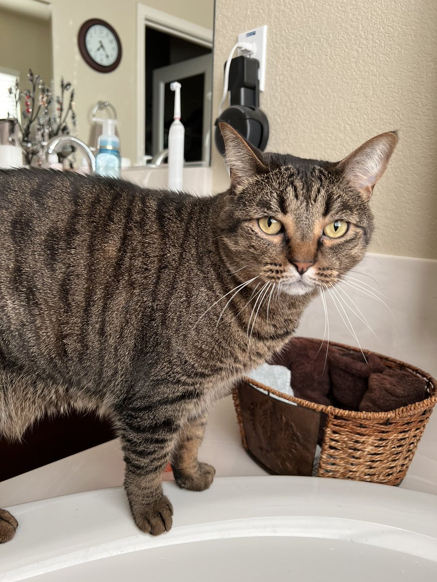 SFGiantsChica's tweet photo. Taking a bath and I locked #RosieGold in the bathroom with me mwa ha ha https://t.co/medvVsLNl2