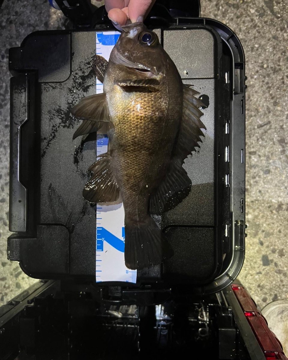 KOMIYAMA_CP's tweet photo. 広島でメバリングしてきました！
メバル23cm
アラカブ26cm

次は尺を…

#メバリング
#瀬戸内
#香川県 https://t.co/SFLy1qDjrk