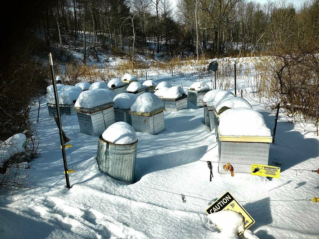 Snowy day at the office 
Too cold for the bees to fly out today 
#beekeeper #winter #coldoutside #staywarm #bees #beeyard #snow instagr.am/p/CZVWsxvurAc/