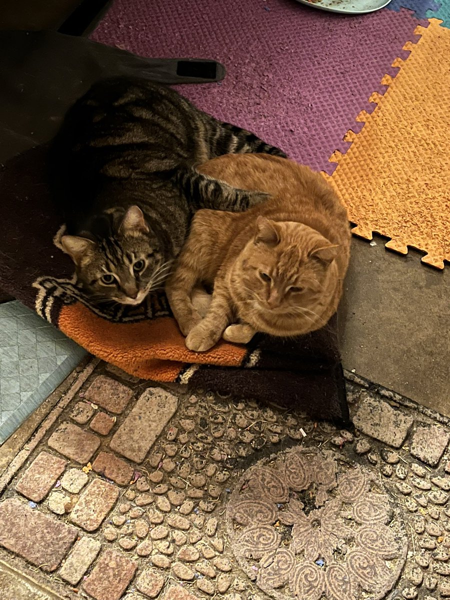 craig mehr tweet media