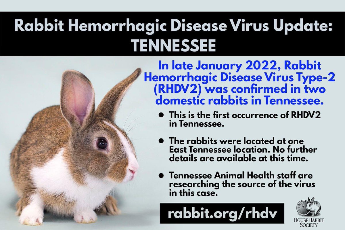 HouseRabbit's tweet photo. Rabbit Hemorrhagic Disease Virus Type-2 (RHDV2) has been confirmed for the first time in Tennessee. RHDV2 was detected in two domesticated rabbits in one East Tennessee location.

Learn more about RHDV2 and what you can do to help keep your rabbit safe at https://t.co/4gJvGL5IpB https://t.co/pPRljlcy2G