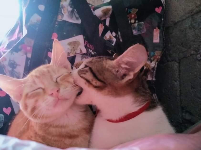 🎄Gatitos que curan tu depresión 🎄 (@gatitos_qctd) on Twitter photo 