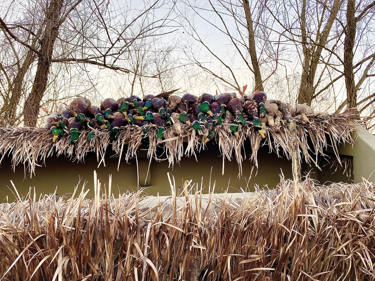 huntmvfarm's tweet photo. Great afternoon hunt 🦆🦆 https://t.co/c3azHMyZKq