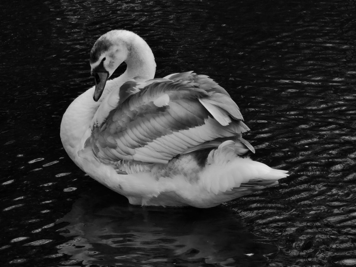 #MuteSwan #AmberConservationStatus #birds #birdwatching #birdwatchireland #TwitterNatureCommunity #BirdsSeenIn2022 #StStephensGreen #Dublin #Ireland #ThePhotoHour