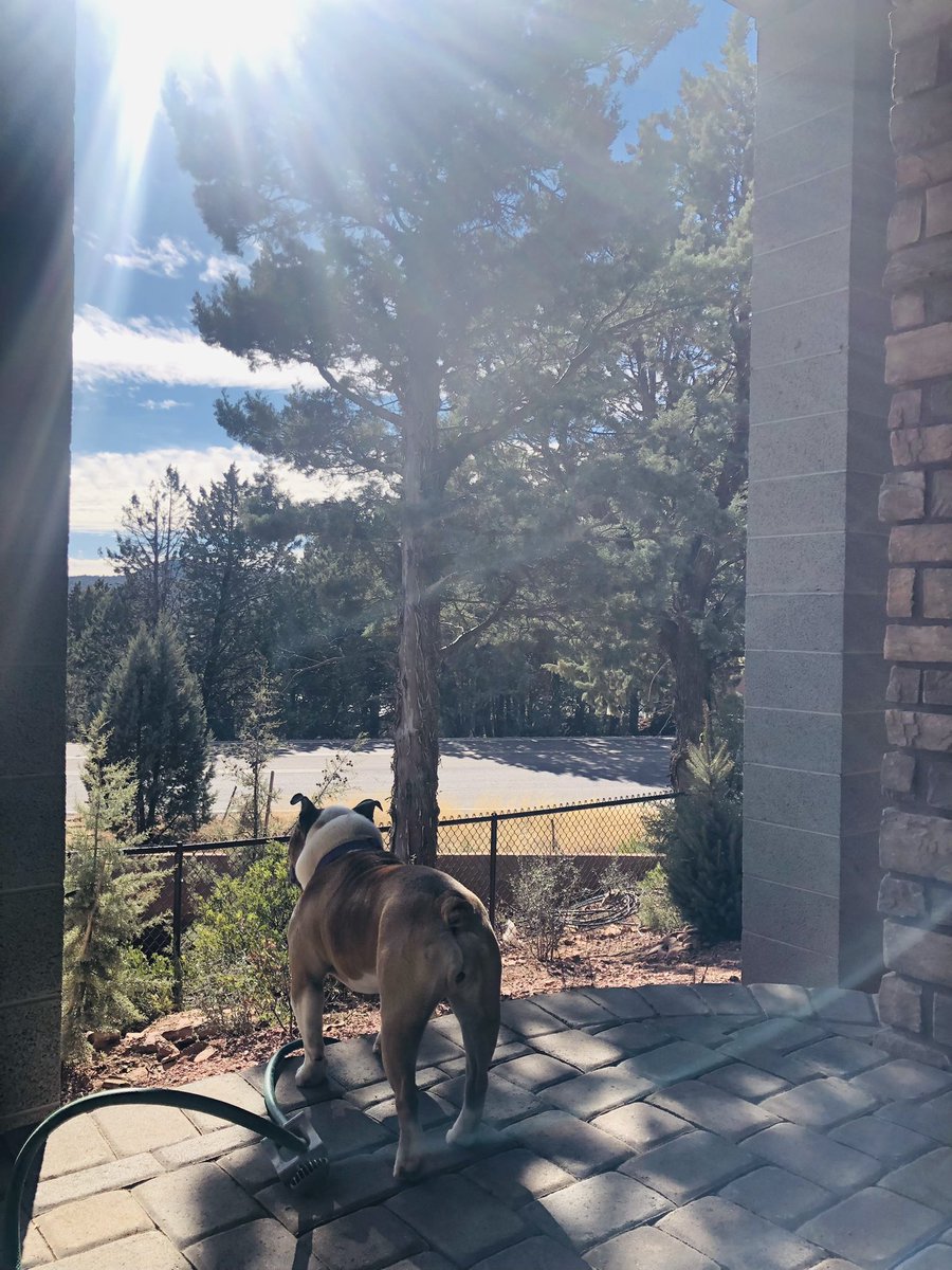 mybakedequation's tweet photo. Lovin the blue skies in the mountains today! #pineaz https://t.co/ycl0cGsh45
