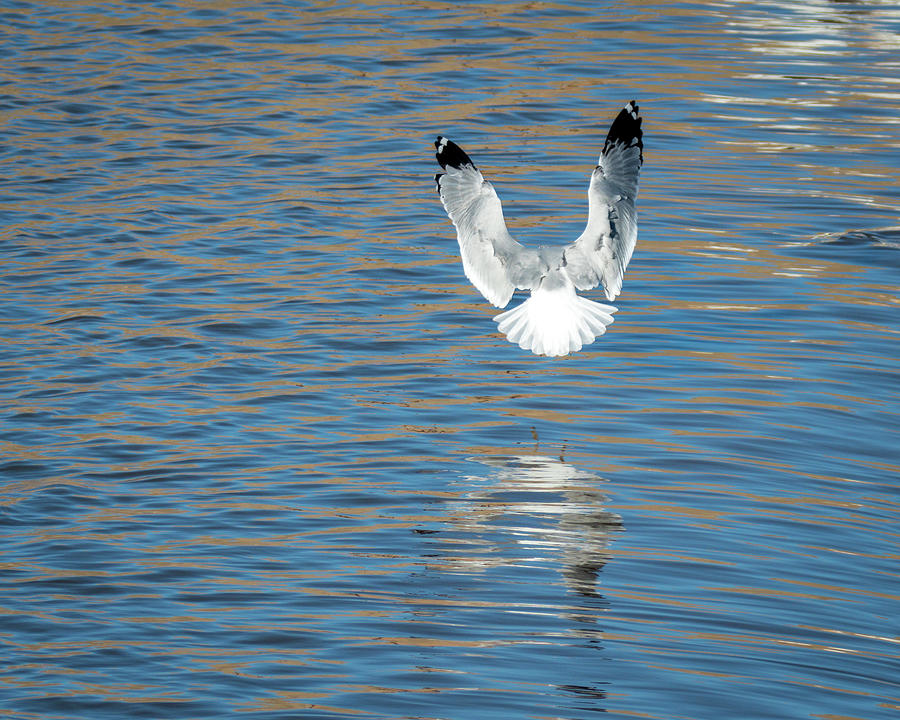 DebraMartz's tweet photo. "Ring Billed Gull in Landing Position" by Debra Martz https://t.co/D2itDFIuN8
#birdwatching #spillway #gull  #wingsspread #angelwings
#buyart #buyartnotcandy https://t.co/RFrdHdfEc9