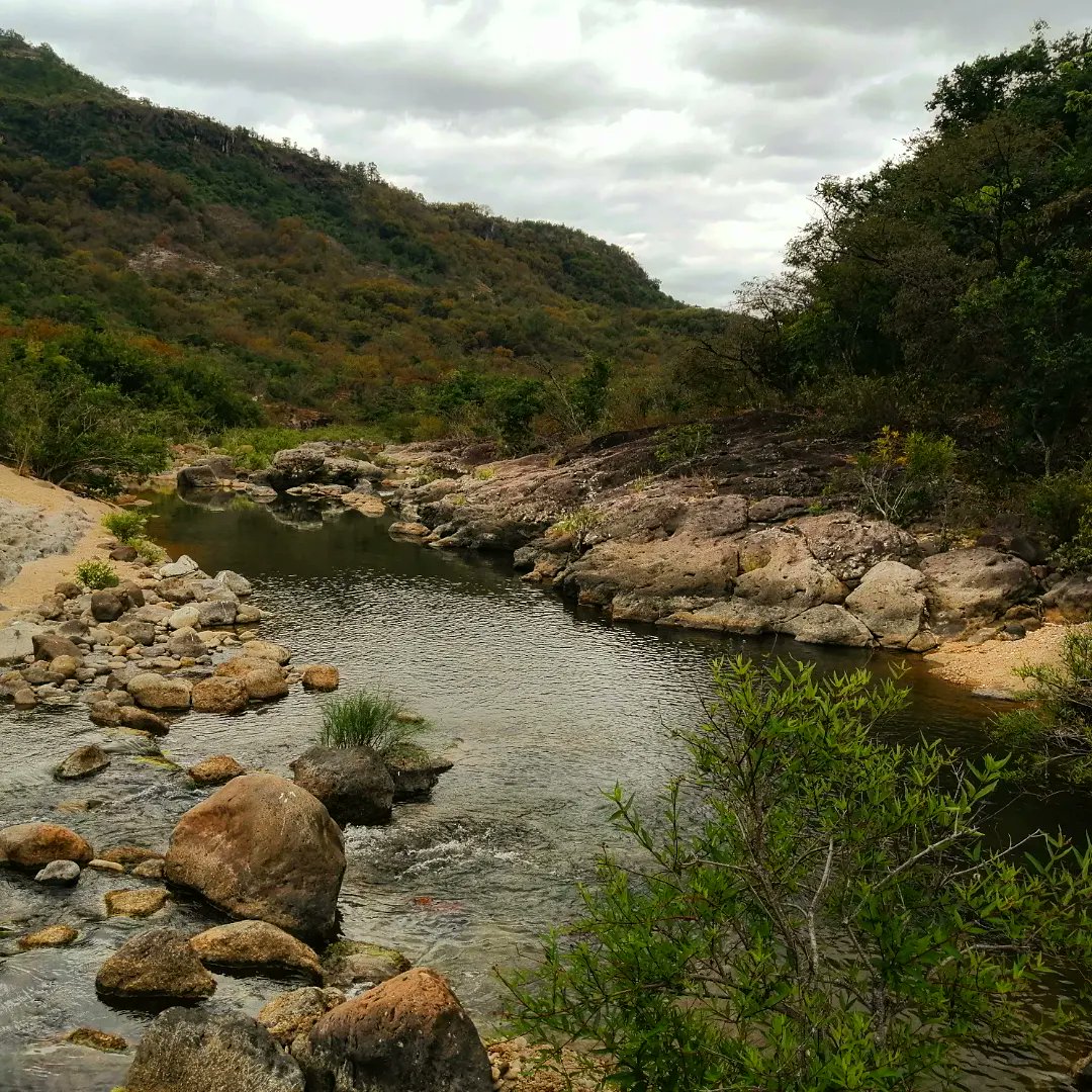 fundanaturalez1's tweet photo. Nuestra apuesta es la protección de bosque secundario como estrategia de restauración. Vamos por +#bosque+#BiodiversidadSV+#ConservaciónSV Soluciones basadas en ciencia y naturaleza 🌿🌳 https://t.co/aLCUFohY8V