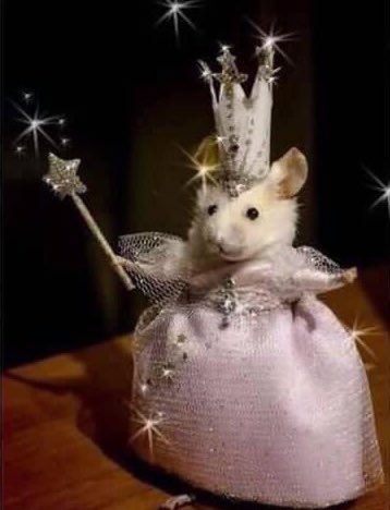 feeltheskyi's tweet photo. najwa con                              najwa con
el fandom                              el fandom
en twitter                               en persona https://t.co/qmHMsUFMhN