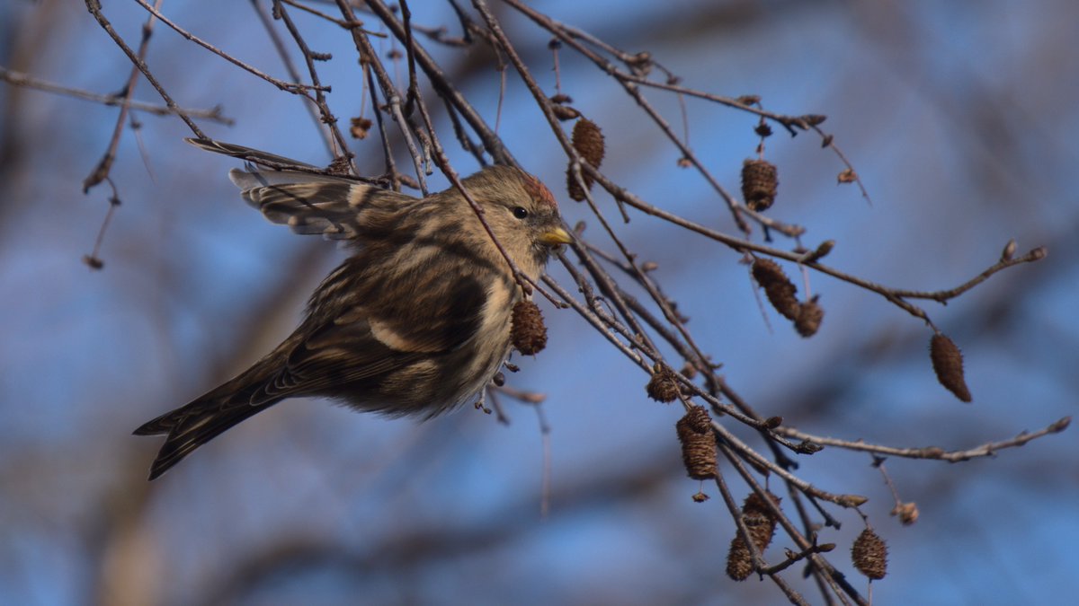 A lesser redpoll (Acanthis cabaret) in Lochend Park today at the same tree as yesterday.

Its left wing was out for a few seconds here, apparently being used for support. #LochendPark