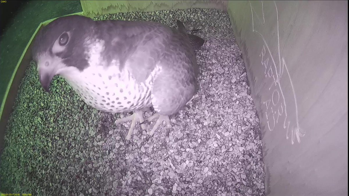 FaBPeregrines's tweet photo. Hello Azina! https://t.co/PioTFVIO7V