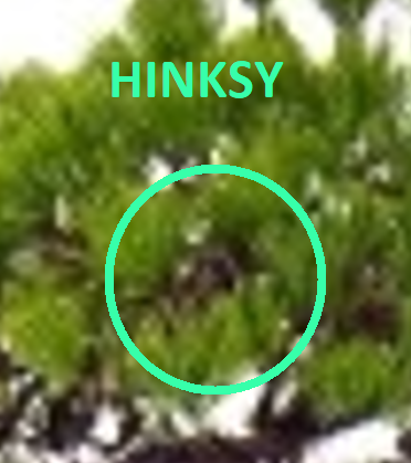 Hinksy | E2 | ⭕ tweet media