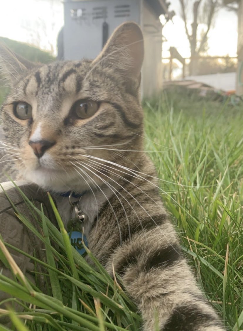 poszeke's tweet photo. hey guys, my cat kurt was somehow lost near the elko vet on the highway. he is very friendly and does not have his collar on. if anyone has any information please contact me and please rt so i can get my best buddy home safe ❤️❤️ https://t.co/X7OdtMu3Hy