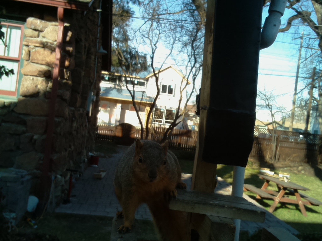 SquirrelCarl's tweet photo. Hi I'm Carl. I weigh 1.46 pounds. I like walnuts. #squirrel #squirrelfeeder https://t.co/2DtdTy17lx