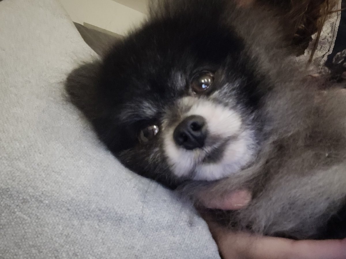 mariXpimenta's tweet photo. @guarana Loki https://t.co/PHPPnhns3F