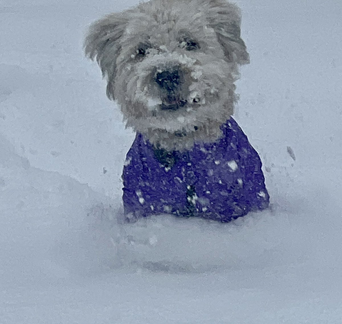 CeliaKrista's tweet photo. Shelby enjoying her first winter in Berkley.  #SendItTo7 https://t.co/tjKnfuaT9I