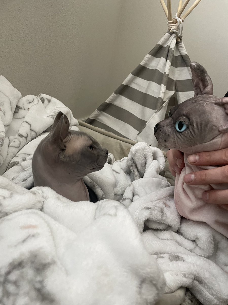 Ryan Borucki tweet media