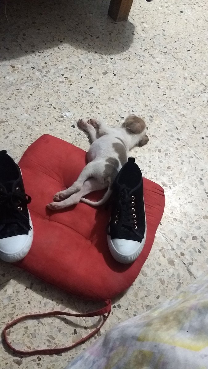 majojesal's tweet photo. @DiloConPerritos Nunca pude hacer que se durmiera dentro de su cama y sin uno de mis zapatos.. https://t.co/5S3lLXJApq