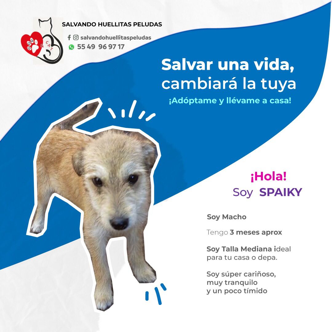 Farandula021's tweet photo. Comunidad:
¿Nos ayudan con un retuit para encontrar un hogar para Spaikiy?
Para más información, escribir a Salvando Huellitas Peludas https://t.co/xGgy8Z15Vq