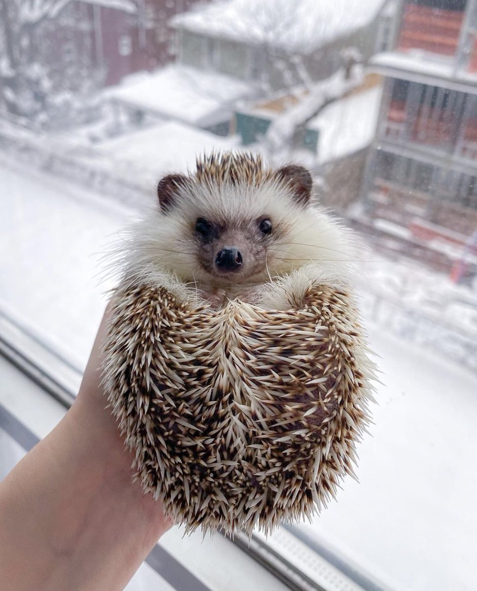 daily__hedgehog's tweet photo. Saturday 29th January, 2022 https://t.co/cpw6J1OAJw