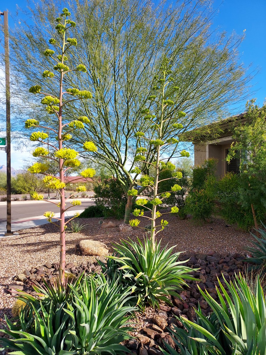 IPoppit's tweet image. Agave blooming in our front yard today.
