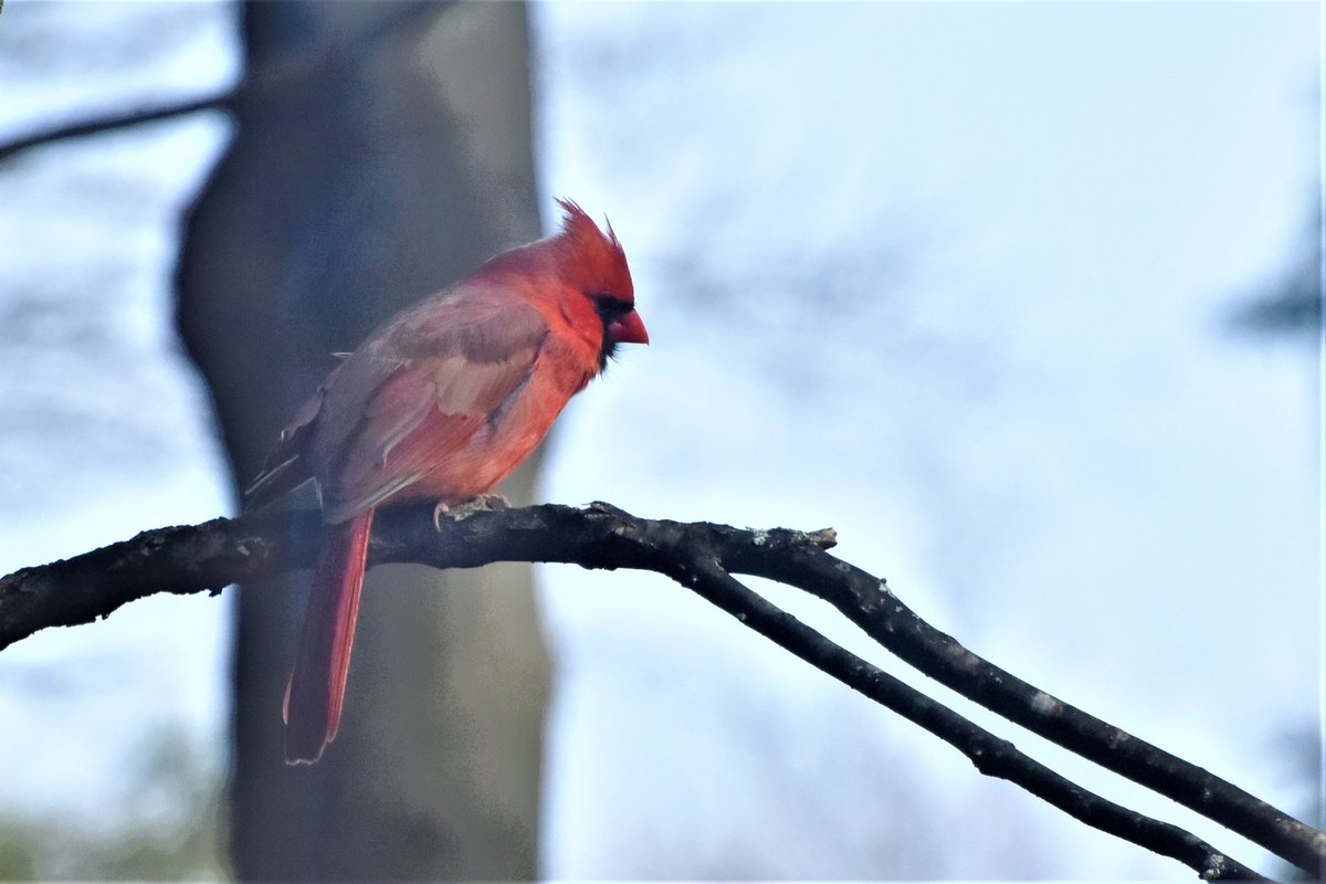 Cardinal in my yard. 
#IndiAves #birdwatching #birdphotography #NaturalBeauty #BirdsSeenIn2021 #naturelovers