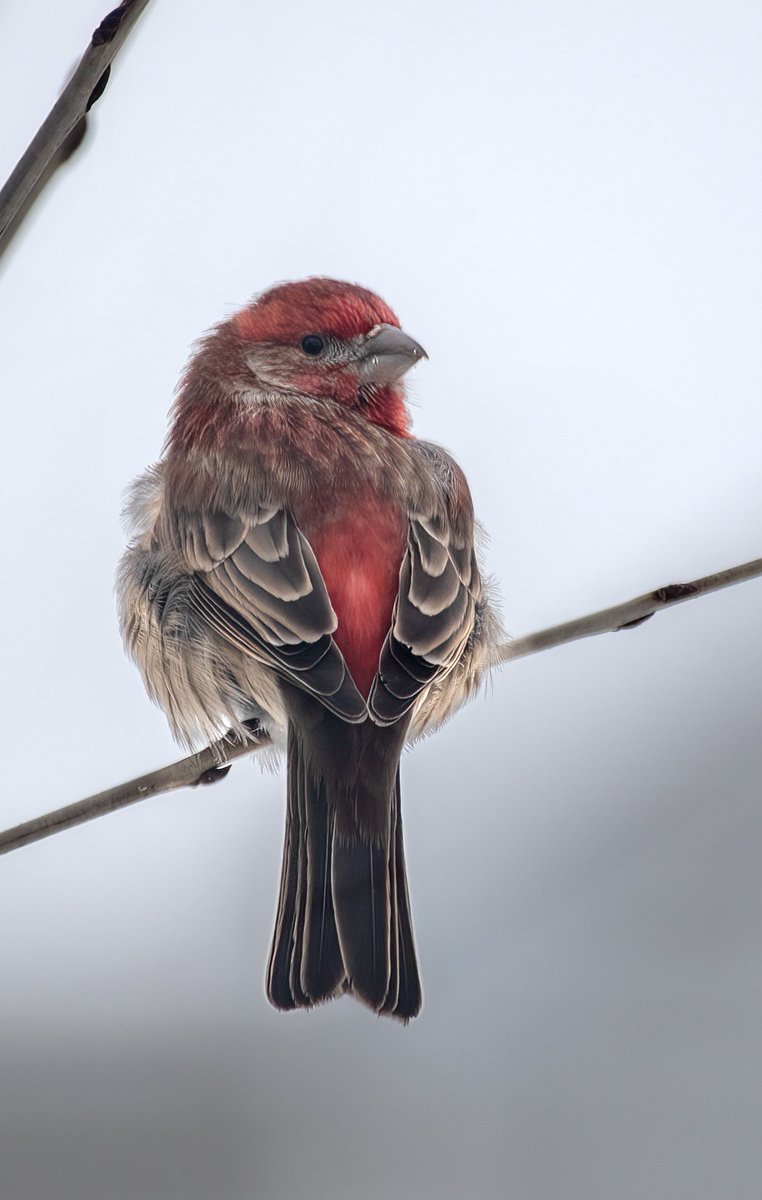 « Eh ! Are you watching me ? ». A male House Finch puffing up a little to keep himself warm (it was again a very cold day).  #birdwatching #birdphotograph #naturephotography #birdportraits