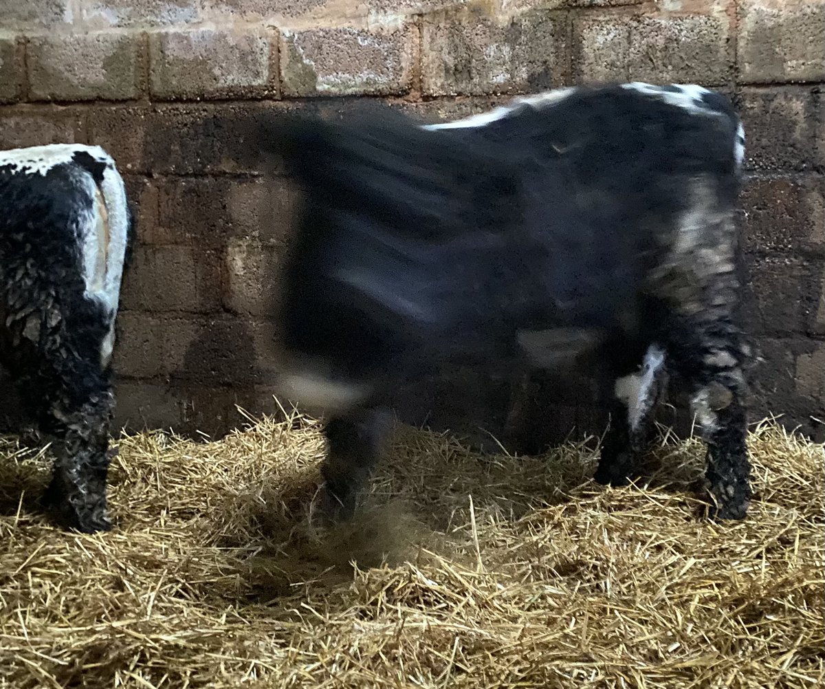 newlandfarm's tweet image. Taking registration photos of the Riggit heifers today, got there eventually! 🙄 #DontMove #SideOn #teamStripe