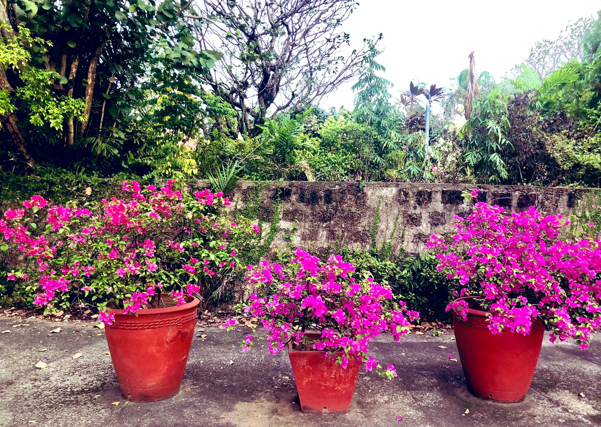 AmbMacArthur's tweet photo. #FUNFACT the colourful #Bougainvillea flowers I see around #Manila this weekend named after Louis Antoine, Comte de Bougainville who was aide-de-camp to French General Montcalm in the defence of Québec &amp; Montréal in 1759-60 before exploring the Pacific &amp; #circumnavigating globe https://t.co/KKh28nn3QA