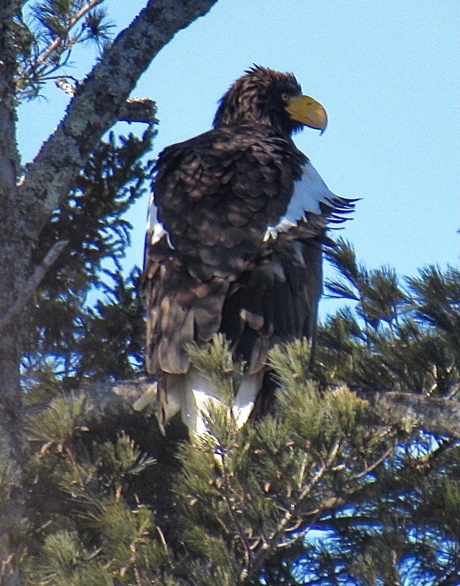 Kevin Shea Fine Art tweet media